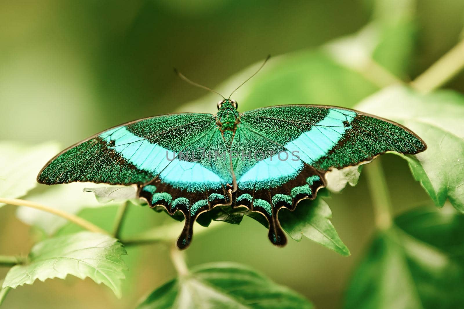 Tropical batterfly Emerald Swallow tail butterfly