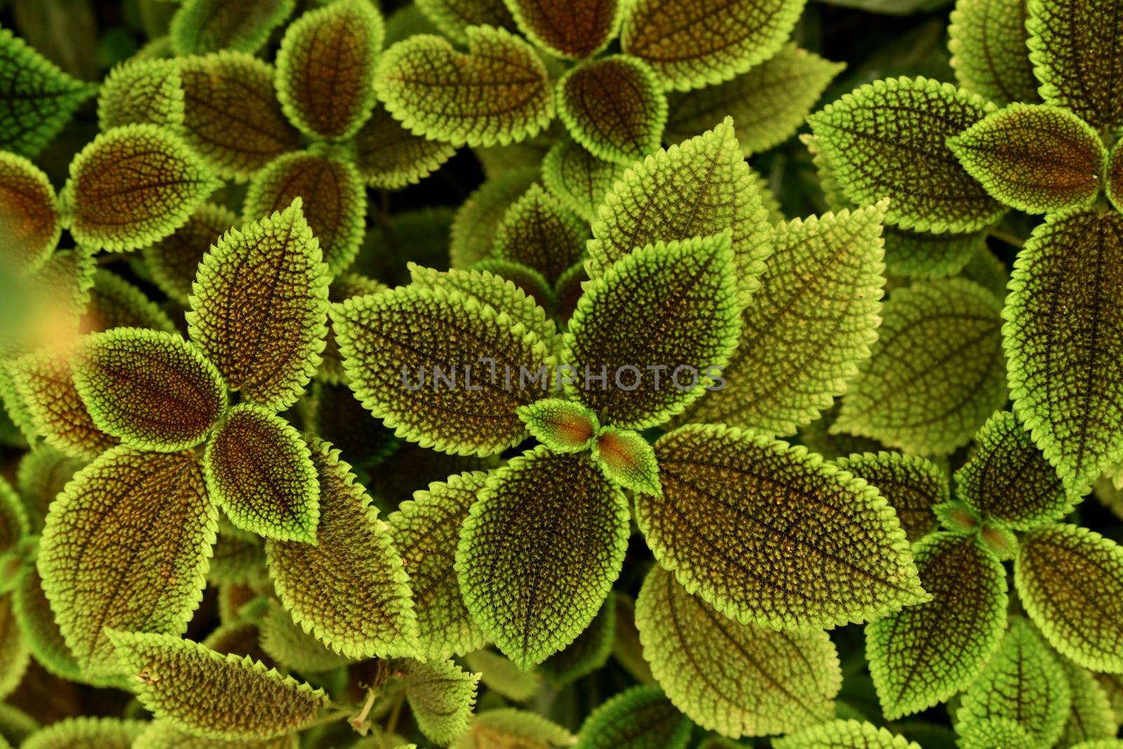 Pilea mollis is a species Urticaceae