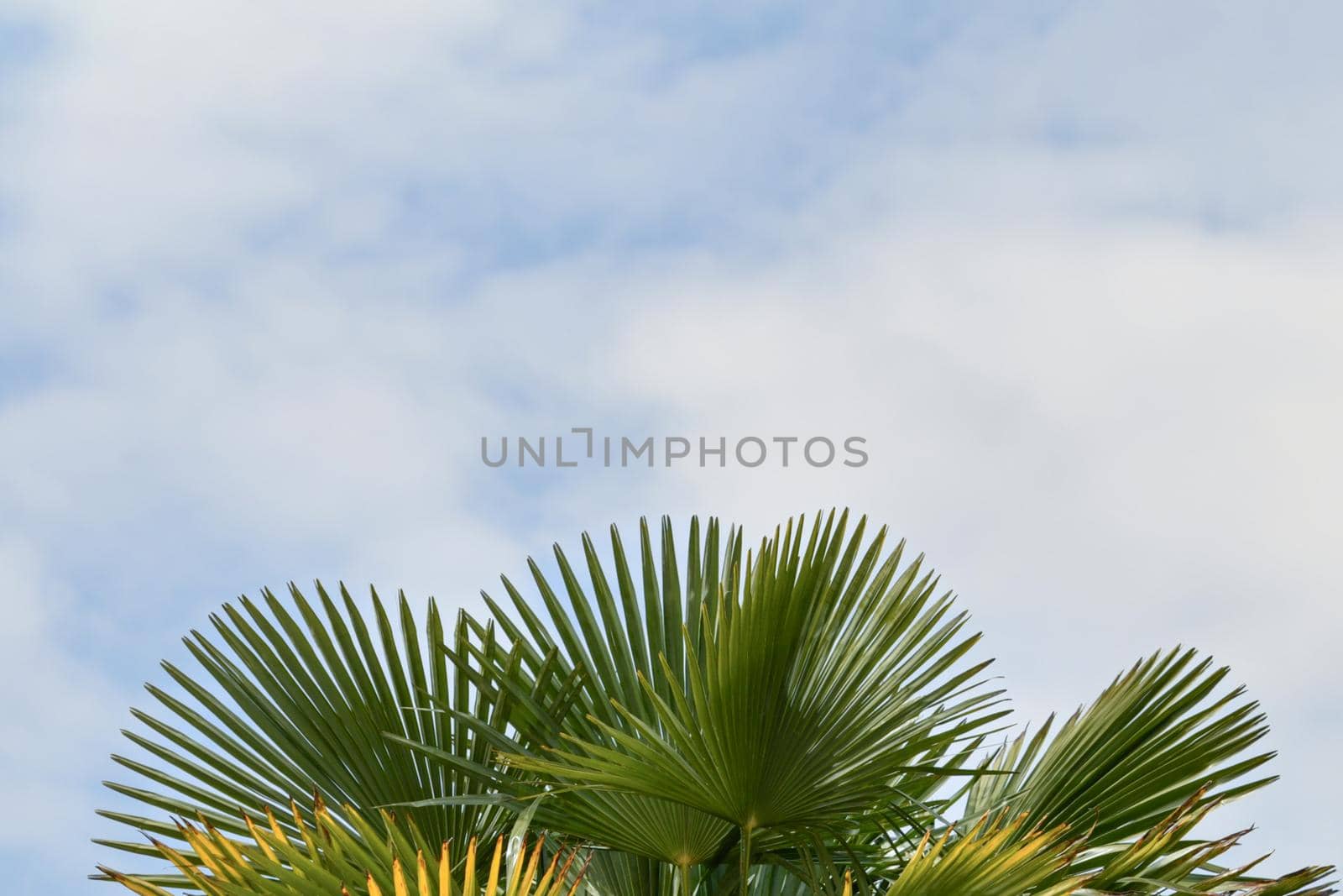 Palm tree against the blue sky