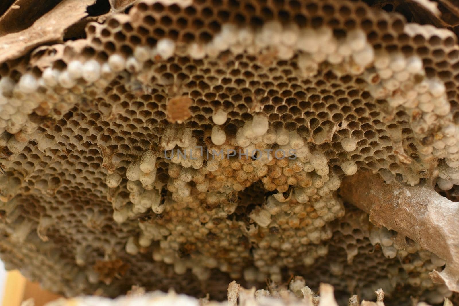 Dry empty hive in nature without the bees