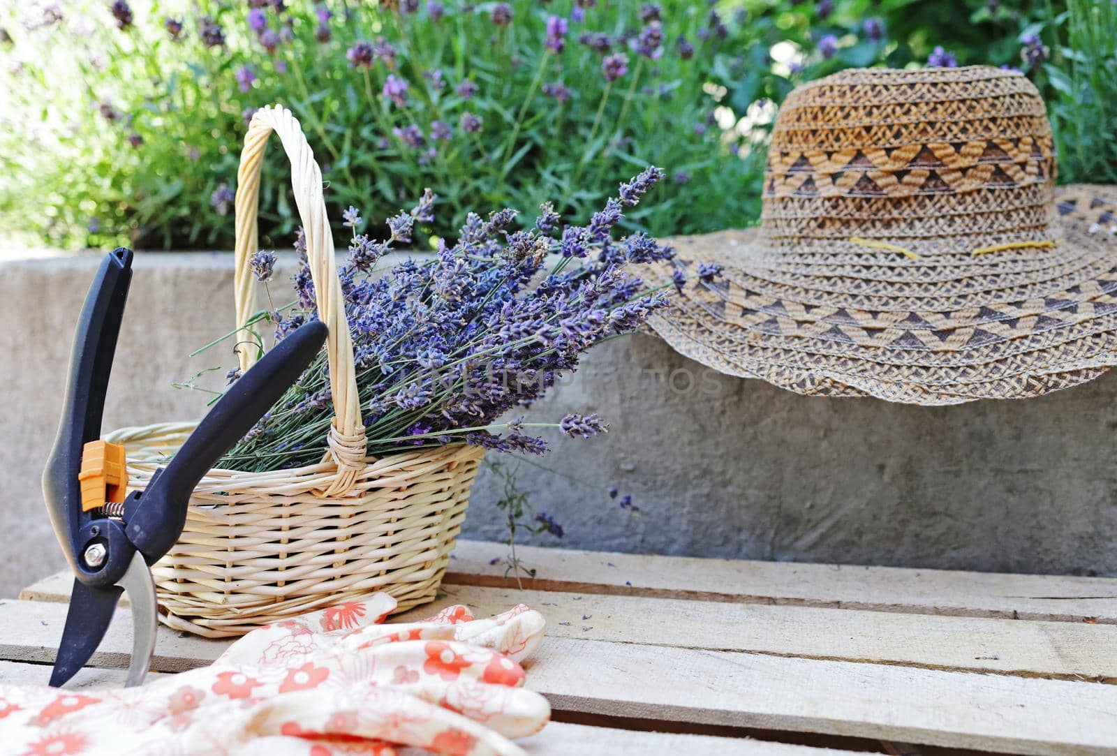 Cut dry lavender flowers in a small wicker basket in the garden next to blooming lavender bushes and summer hat