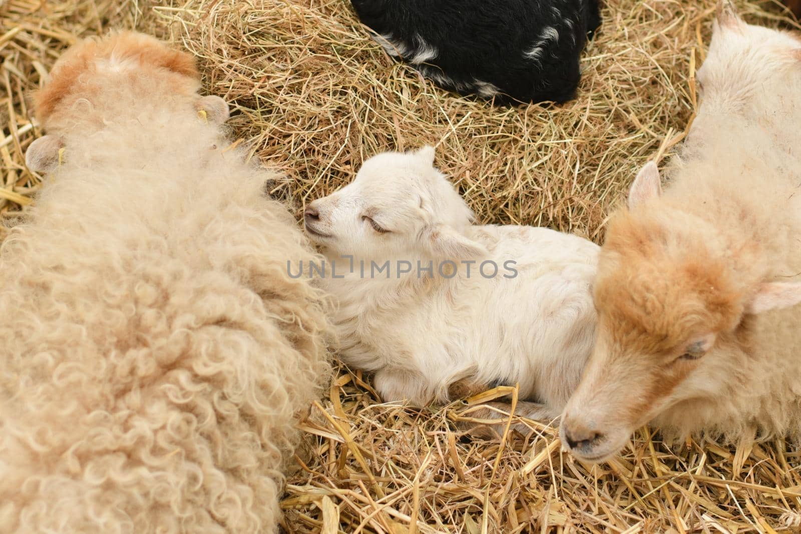 Newborn Lamb laying in hay.
