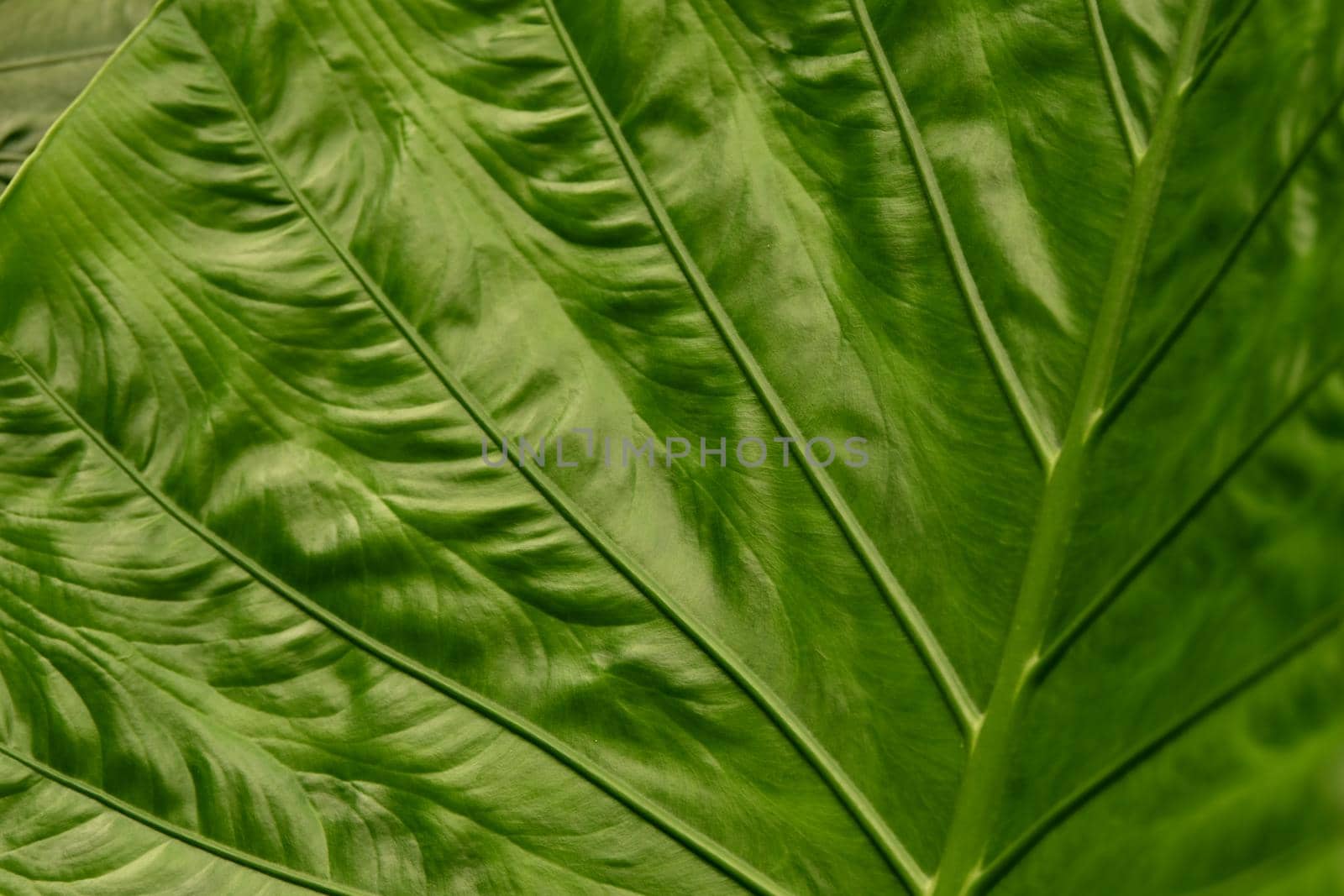 Green Leaf Texture background with veins