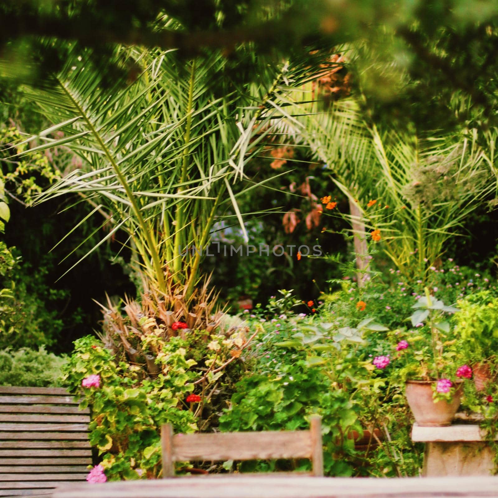 Beautiful tropical garden, flowers and trees in summer, nature and gardening by Anneleven