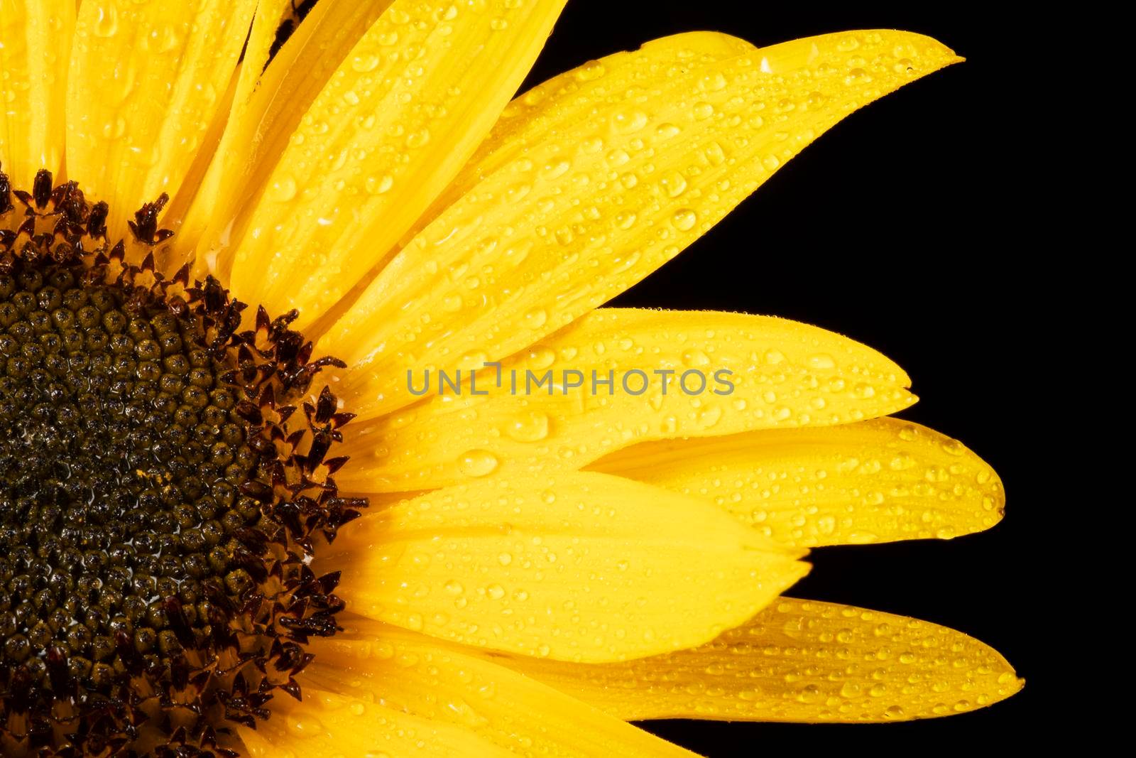 Vlibrant sunflower petals covered in water drops, on a black background