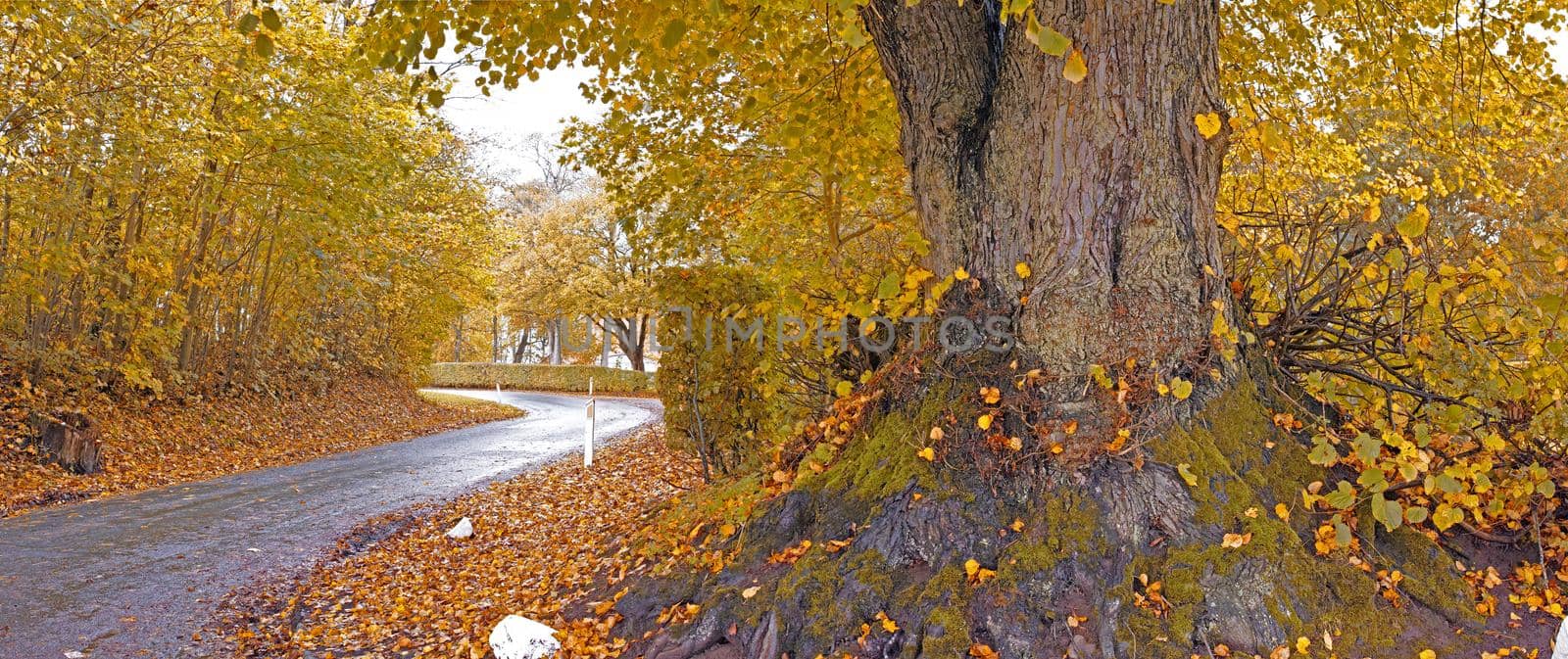 Landscape view of tar road street leading through autumn beech tree forest in Norway. Scenic rural countryside of nature woods in environmental conservation reserve. Travel through zen mother nature.