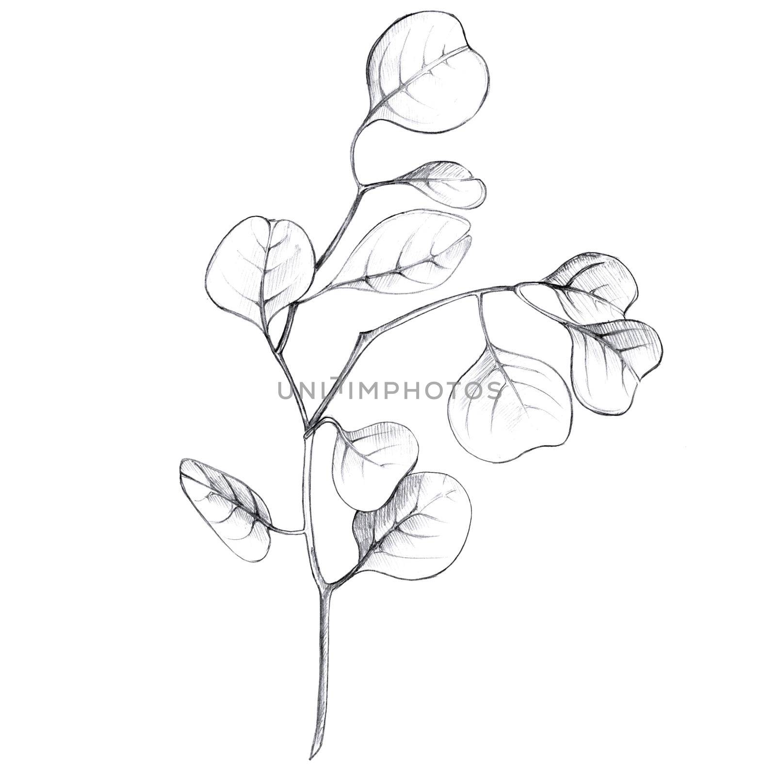 Sketch a leaf branch manually on an isolated background by fireFLYart