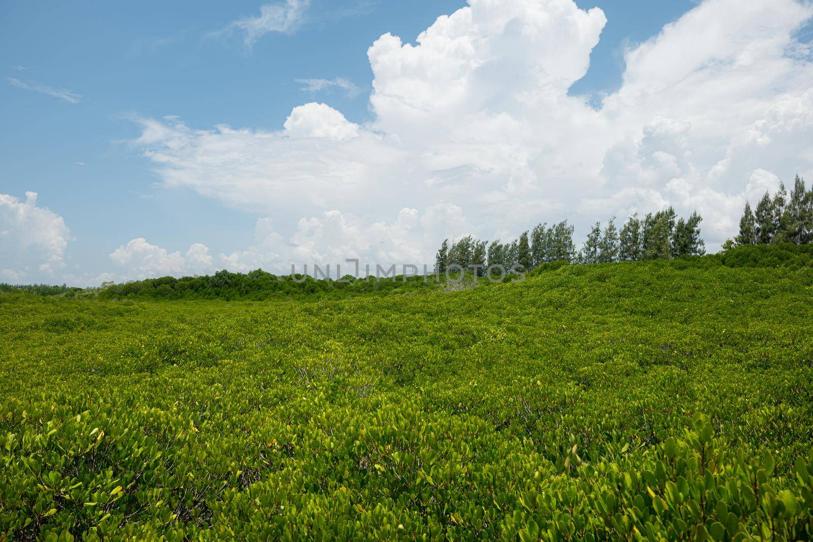 Group of tree background with sunny day blue sky white clouds, landscape nature green trees outdoor, ECO environment