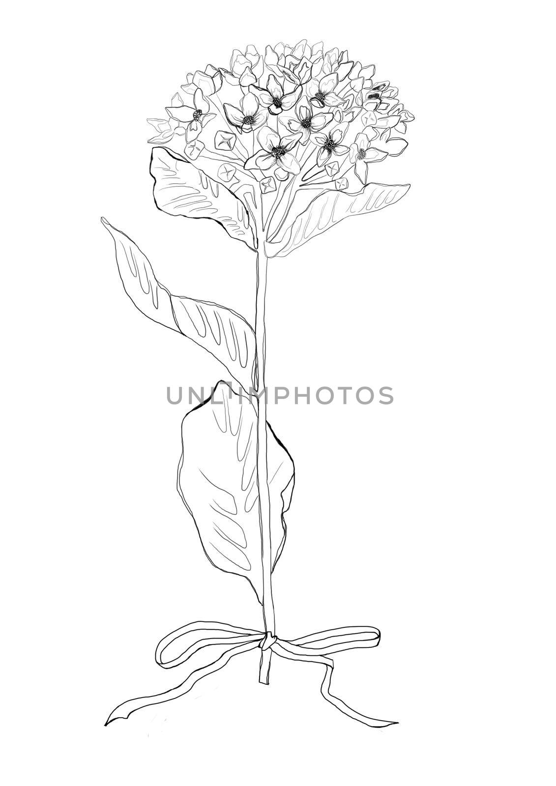 Single flower line art in abstract style on white. White color background. Creative design illustration. Black background. Abstract creative design background. Floral background.