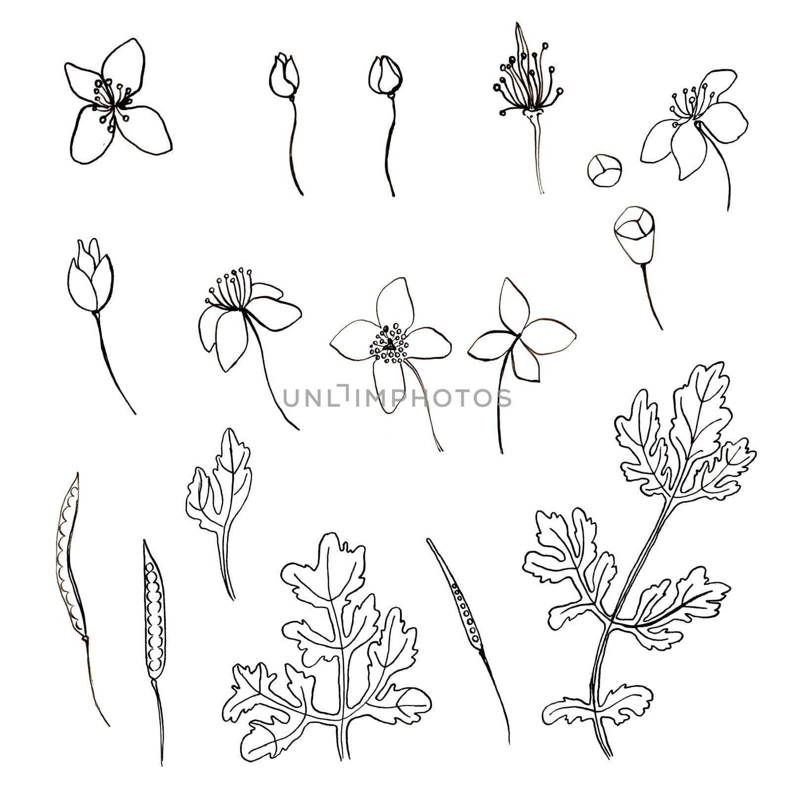 Celandine flower set hand drawn graphic botanical illustration, doodle ink sketch isolated on white, medical plant, contour style, line art for greeting card, invitation, medicine, design cosmetic