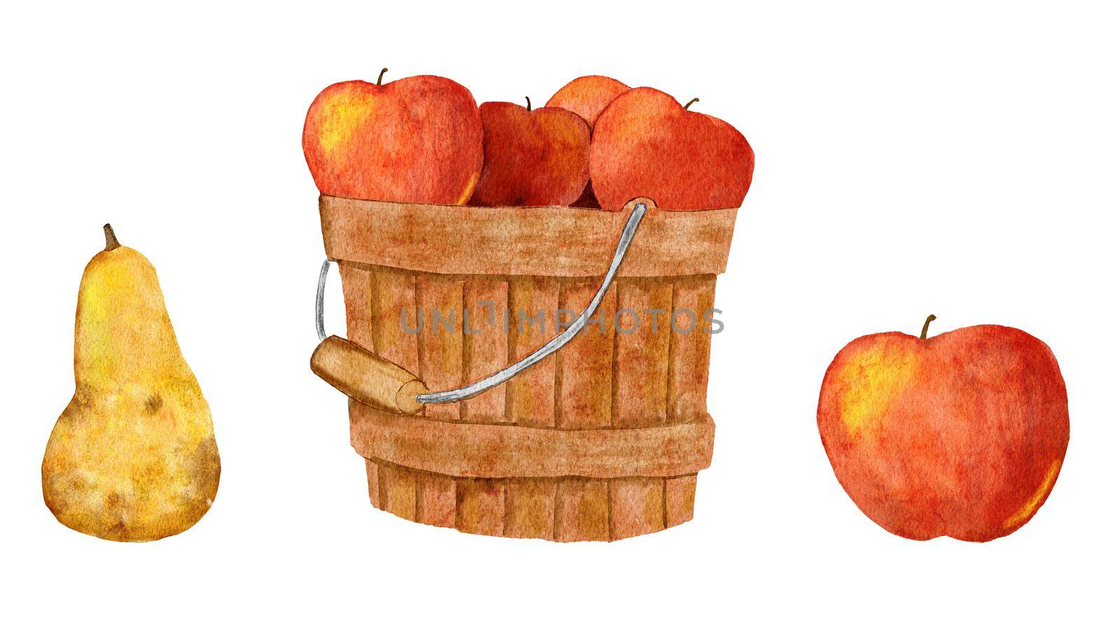 Hand drawn watercolor illustration of apple pear in basket bucket. Fall autumn organic harvest farmhouse cottage art. Thanksgiving clipart