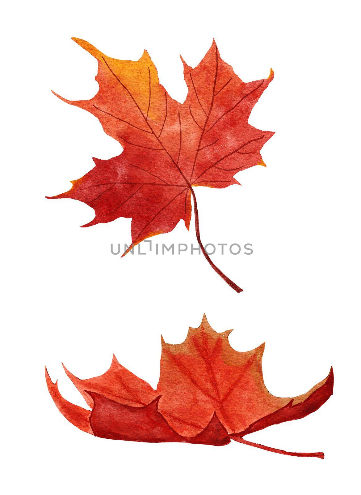 Watercolor hand drawn illustration of red maple leaves. Autumn fall leaf from tree. Forest wood woodland, Canadian nature concept