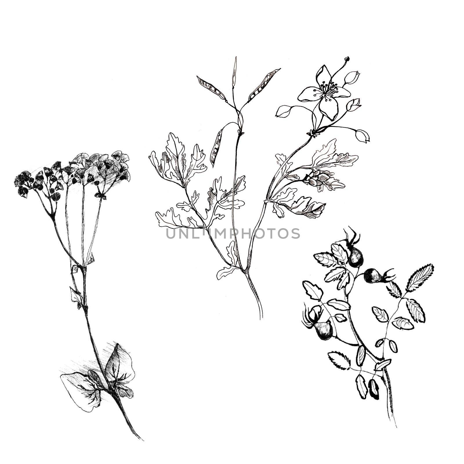 Celandine, roseship flower set hand drawn graphic botanical illustration, doodle ink sketch isolated on white, medical plant, contour style, line art for greeting card, invitation, medicine, design cosmetic