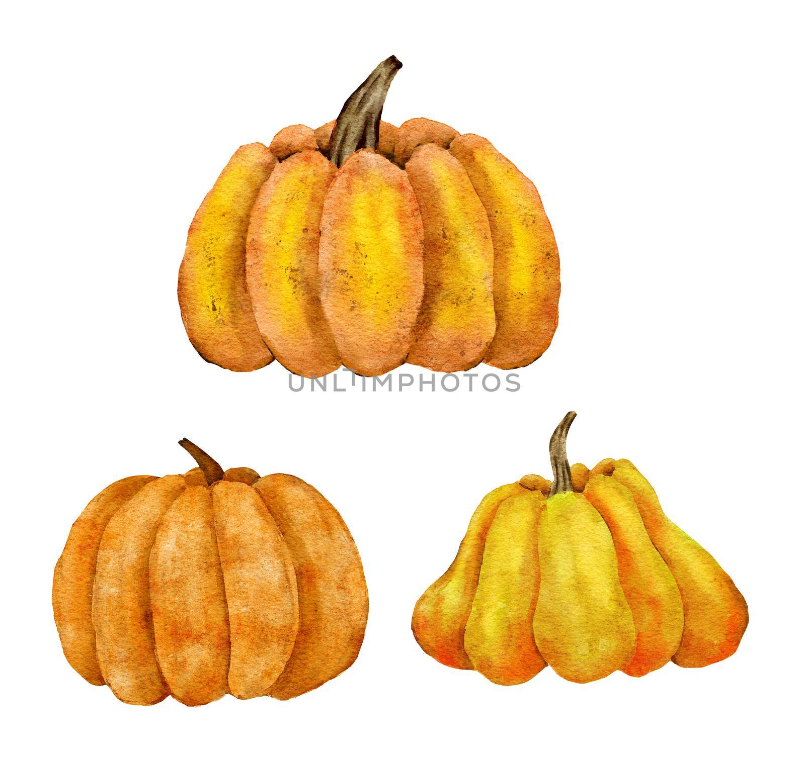 Watercolor hand drawn illustrations of orange yellow pumpkins, fall autumn organic food vegetable. Thanksgiving Halloween clipart for party invitation celebration decor