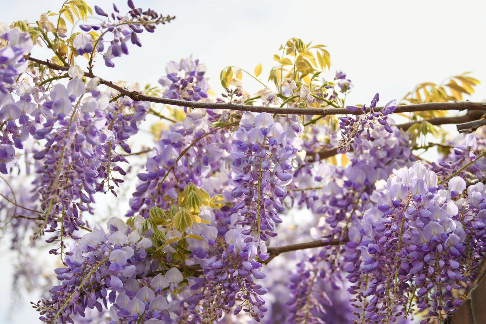 Blooming purple wisteria in spring