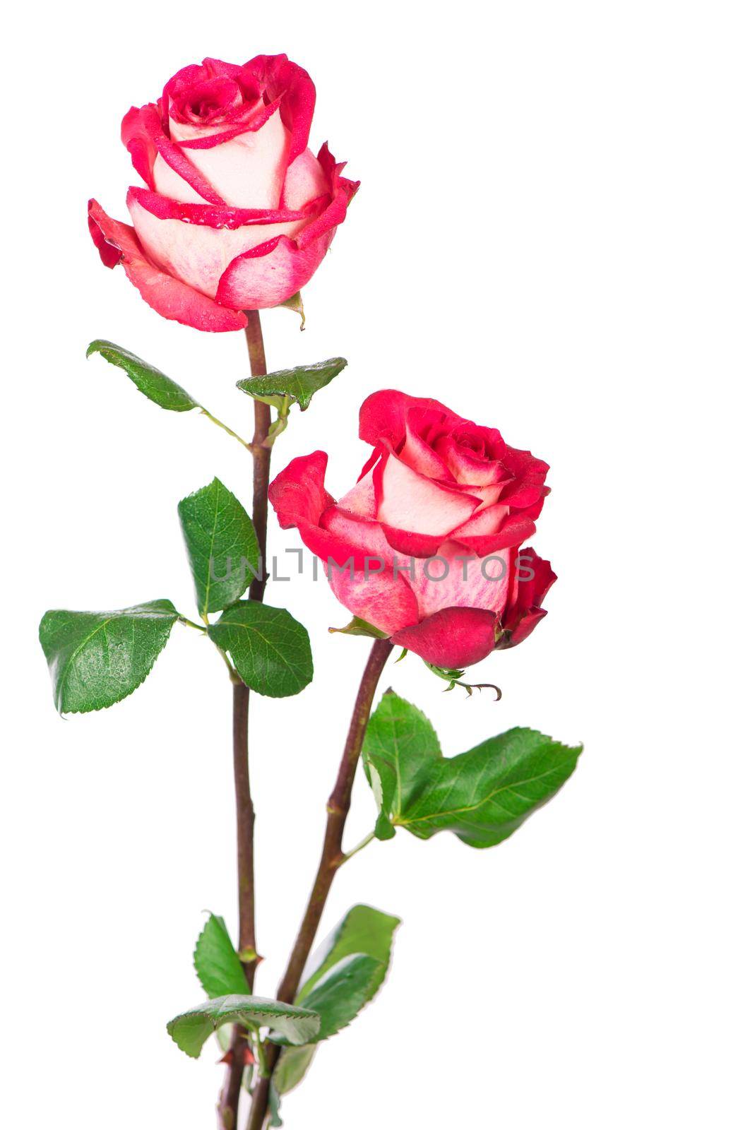 Rose flower with clipping path, side view. Beautiful roses on stem with leaves isolated on white background.