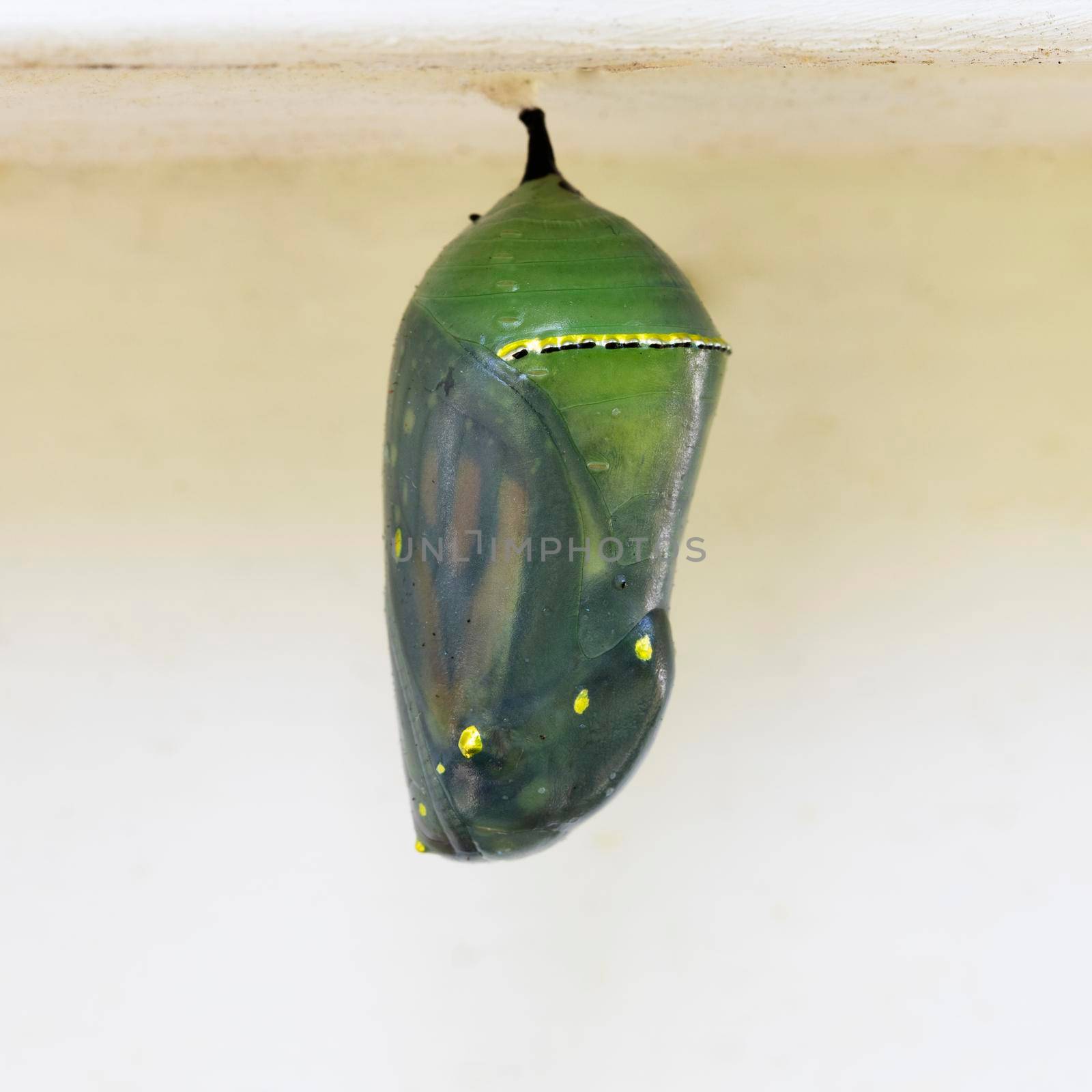 Monarch chrysalis with wings visible, close to emerging