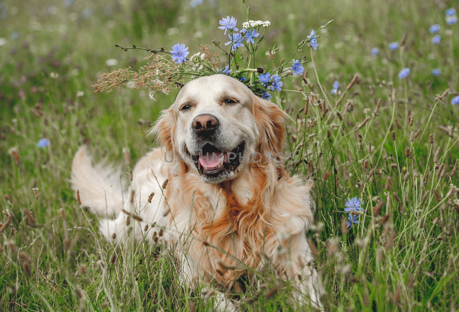 Golden retriever dog lying in field on grass with tonque out. Purebred pet doggy labrador outdoors at nature