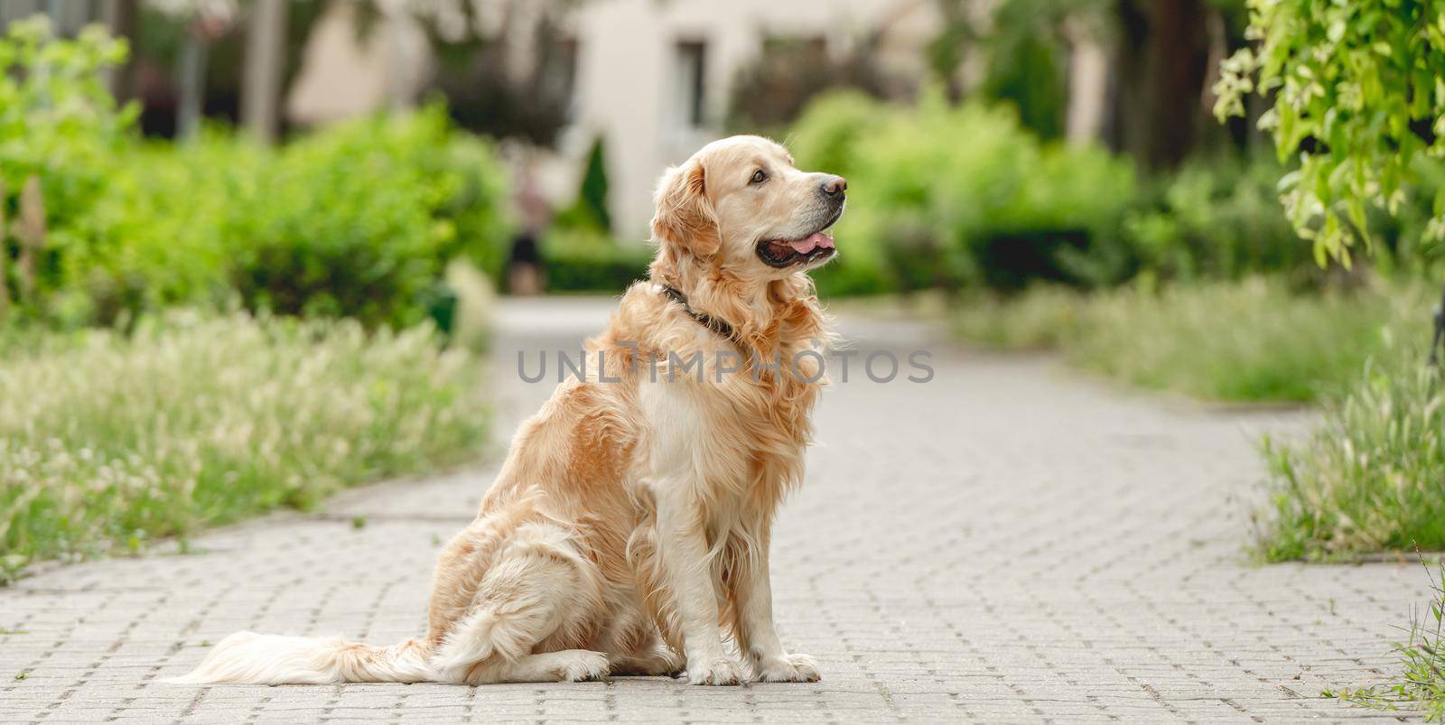 Golden retriever dog sitting at street and looking back. Purebred pet doggy labrador outdoors at city with green grass