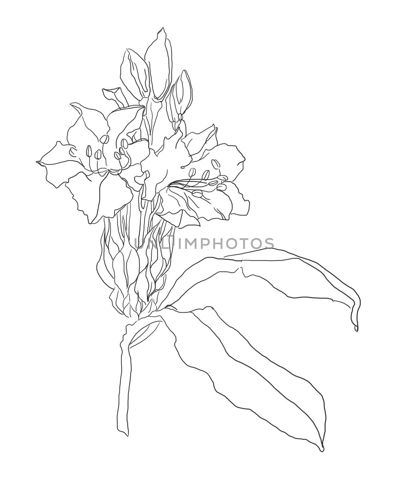 Line art single flower line art for decorative design. Creative design illustration. by fireFLYart