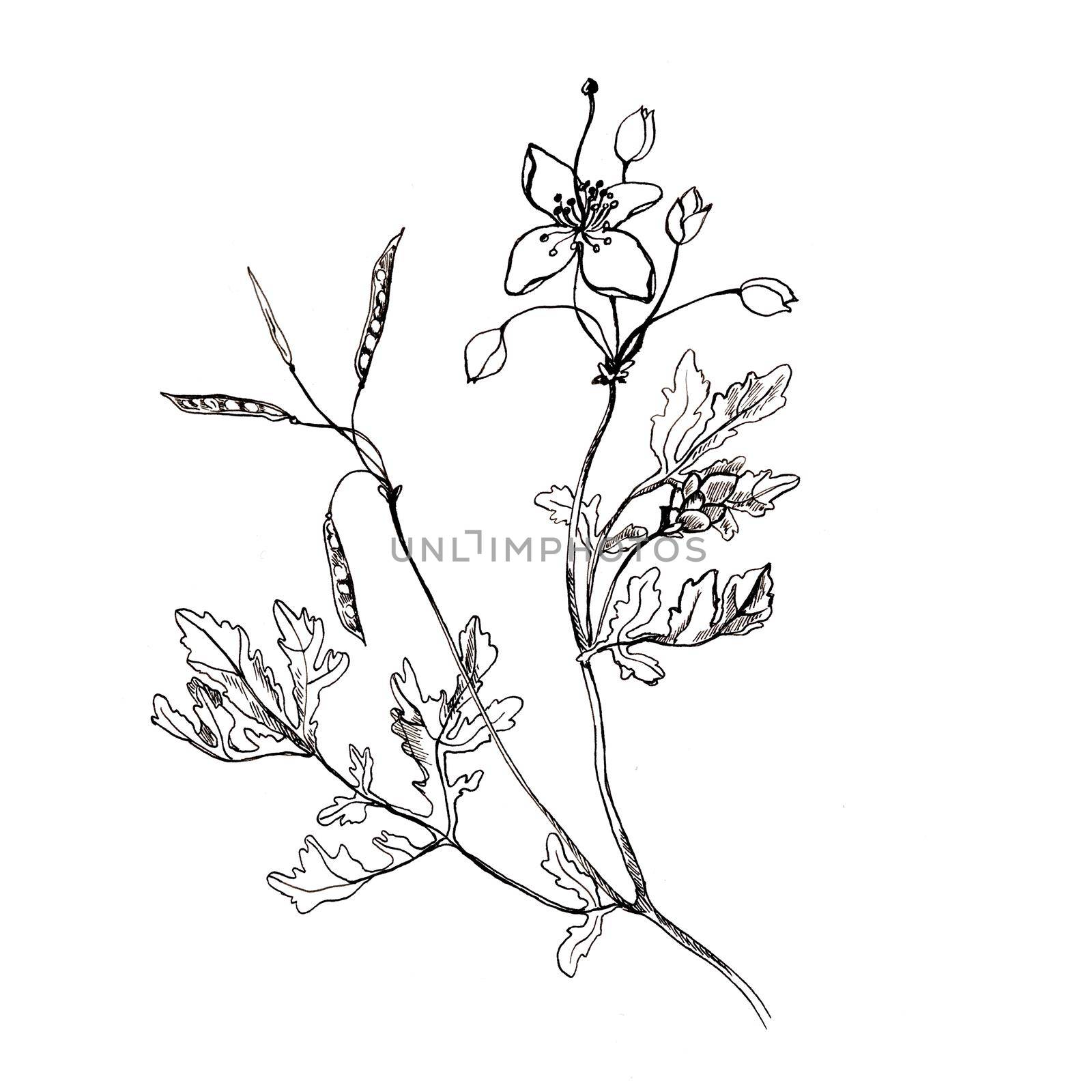 Celandine flower hand drawn graphic botanical illustration, doodle ink sketch isolated on white, medical plant, contour style, line art for greeting card, invitation, medicine, design cosmetic