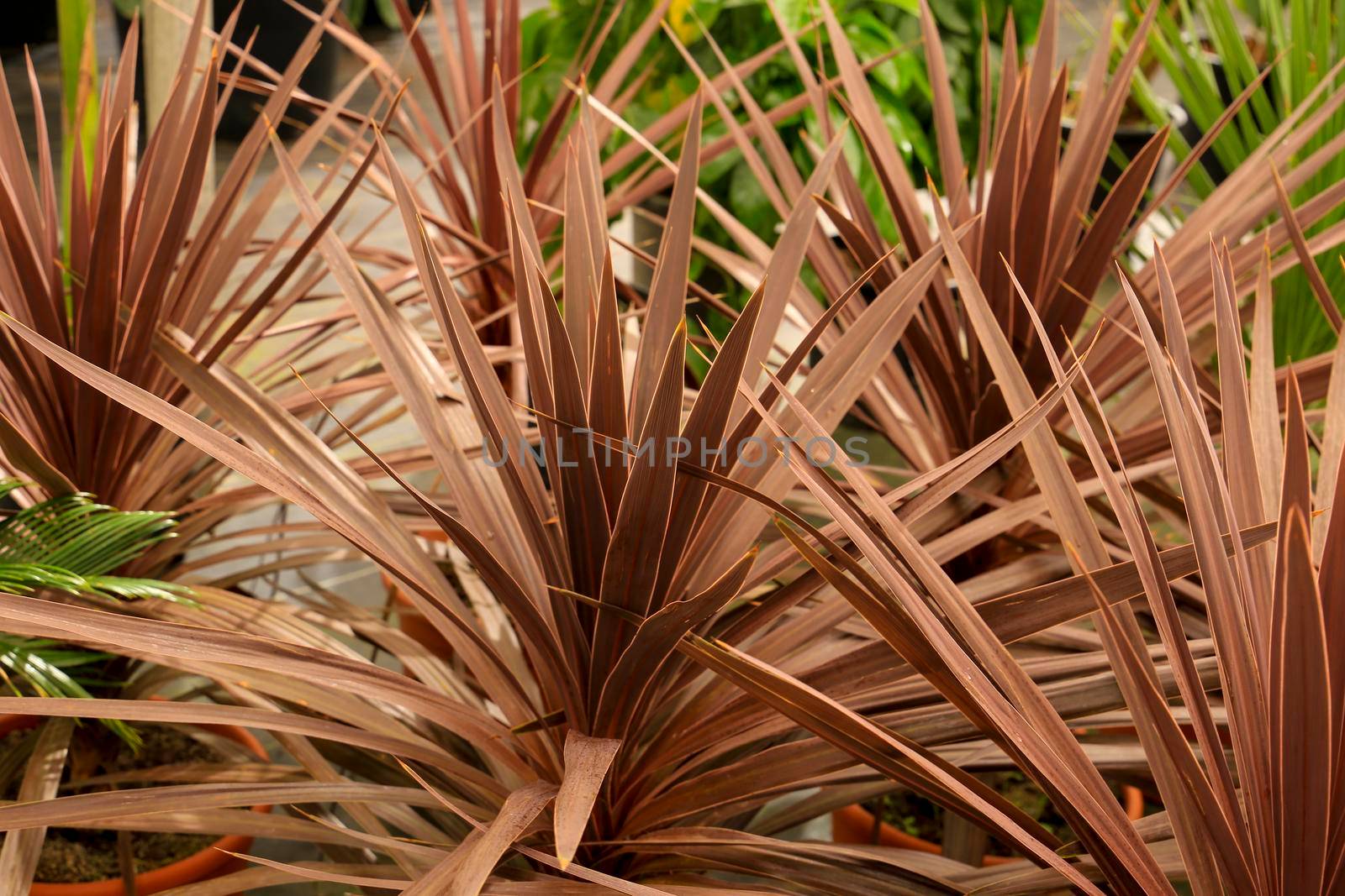 Colorful Cordyline Australis plant in the garden