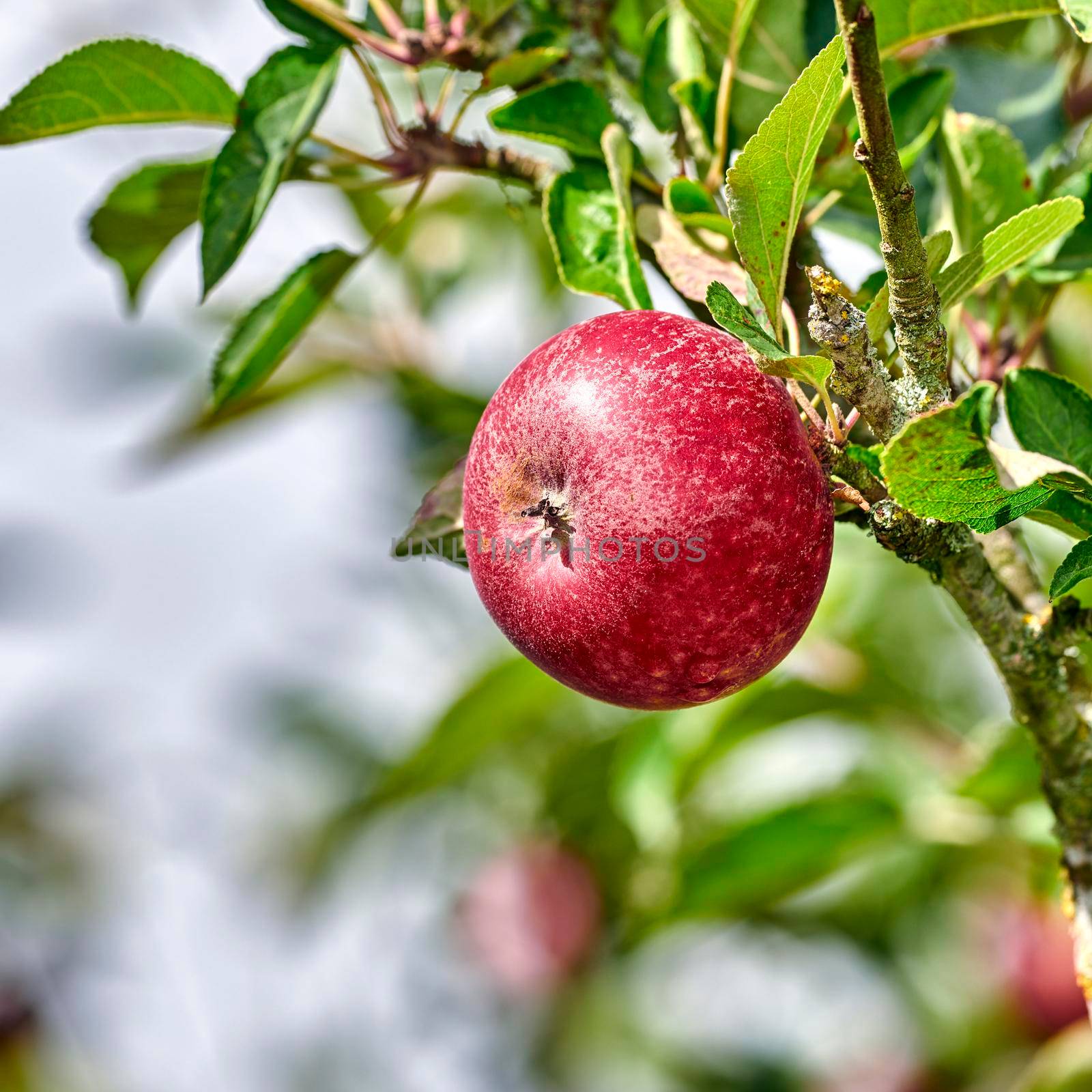 Apple-picking has never looked so enticing - a really healthy and tempting treat