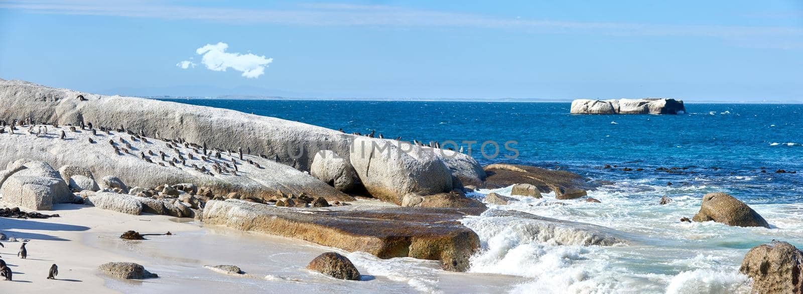 Penguins at Boulders Beach. Black-footed penguin at Boulders Beach, Simonstown, South Africa. by YuriArcurs