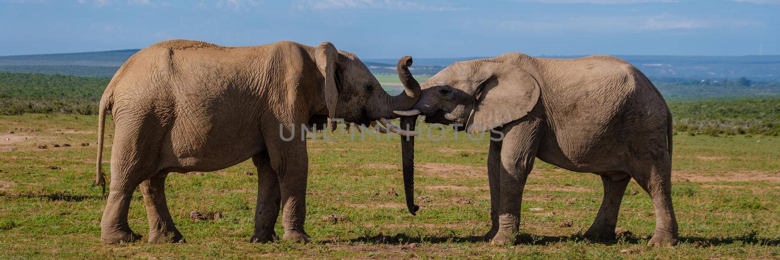 Elephants in South Africa, Family of elephant in Addo elephant park by fokkebok