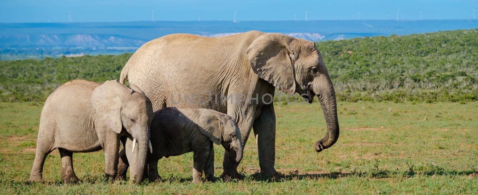 Elephants in South Africa, Family of elephant in Addo elephant park by fokkebok