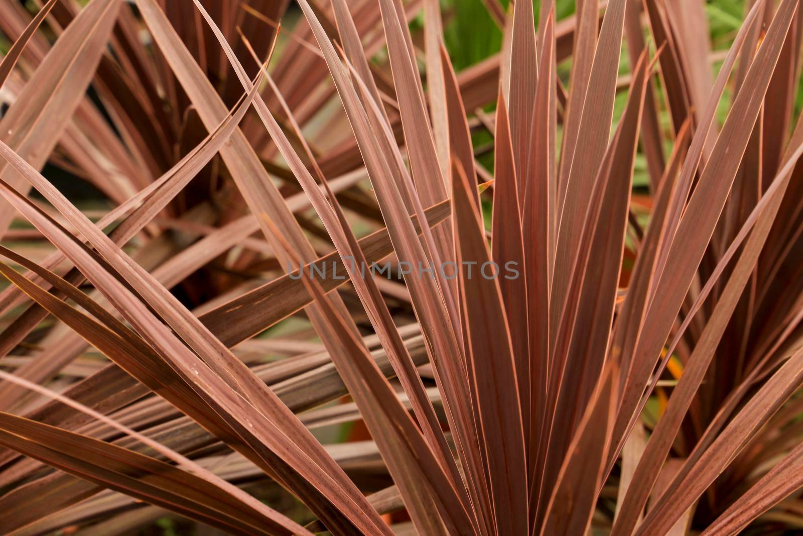 Colorful Cordyline Australis plant in the garden