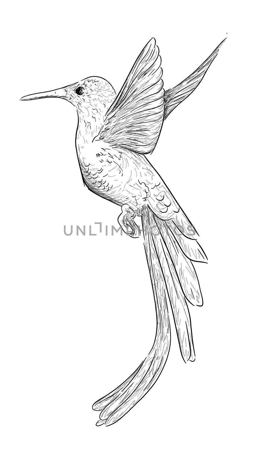 outline sketch in graphic style flying bird illustration