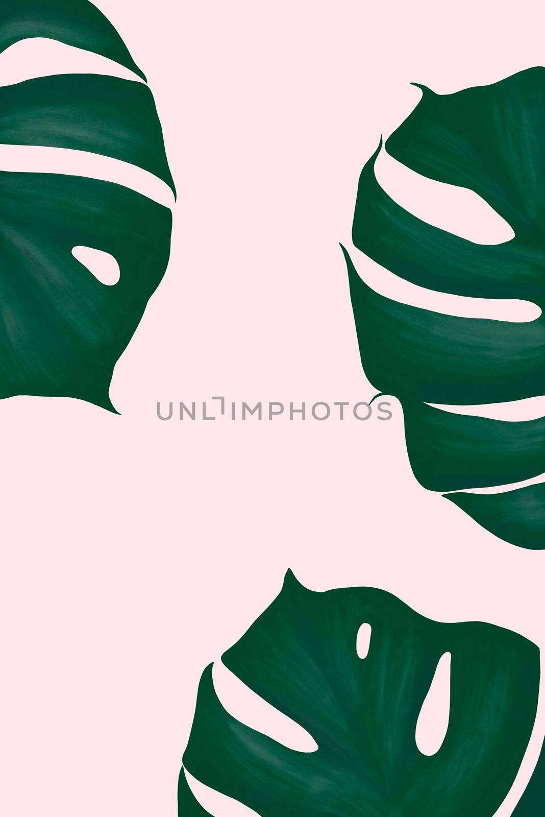 green monstera delicacy on a pink background sketch. for background