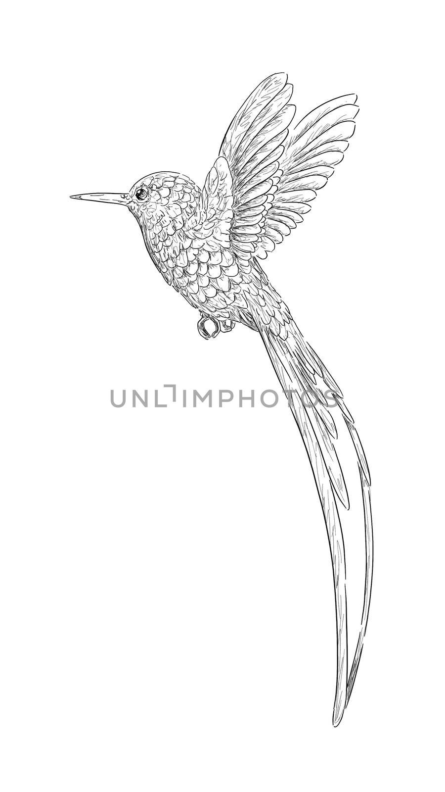 outline sketch in graphic style flying bird illustration