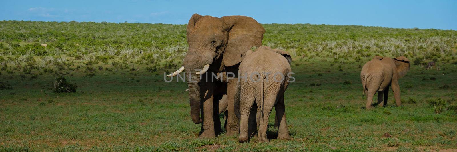 Elephants bathing, Addo Elephant Park South Africa, Family of Elephants in Addo Elephant park, Elephants taking a bath in a water poolwith mud. African Elephants