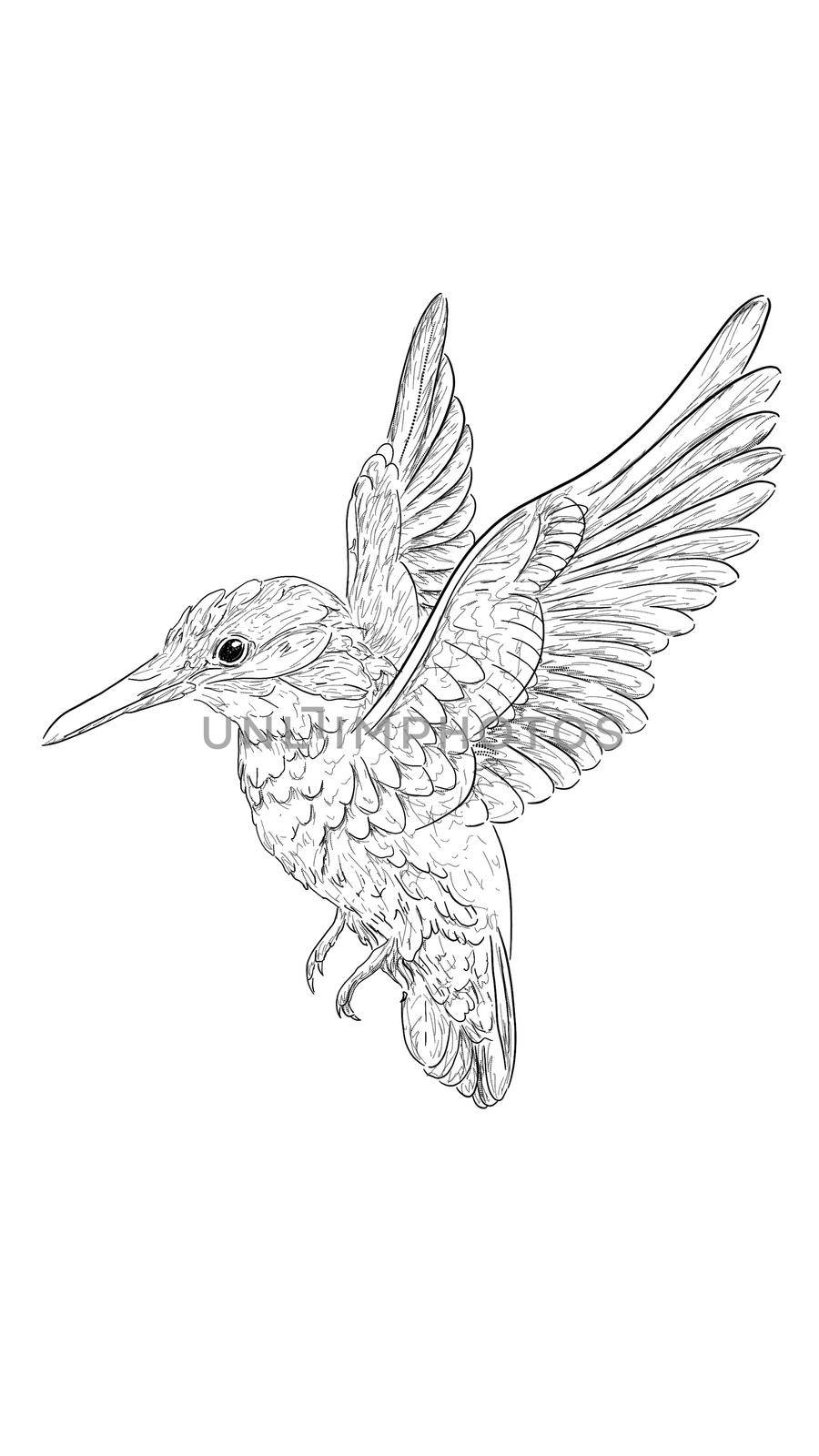 outline sketch in graphic style flying bird illustration