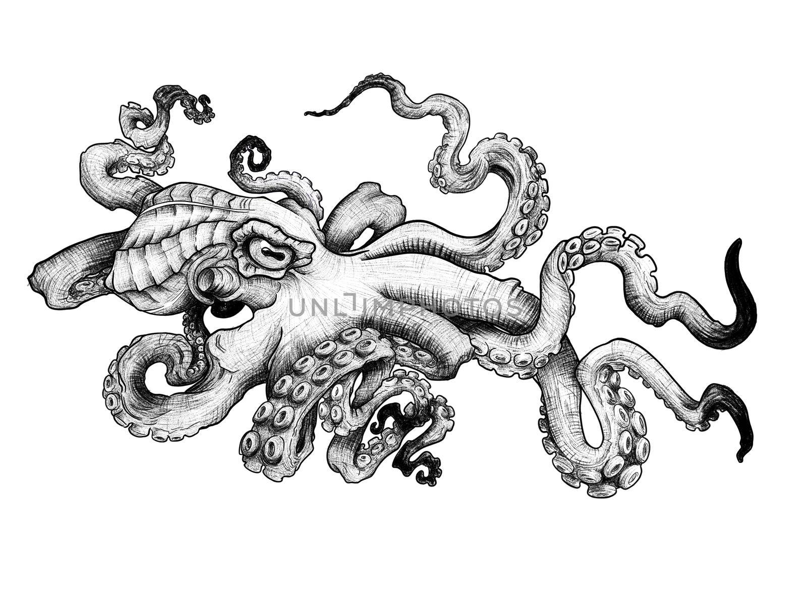 sketch of an octopus contour with shadows in color for a tattoo on the background illustration