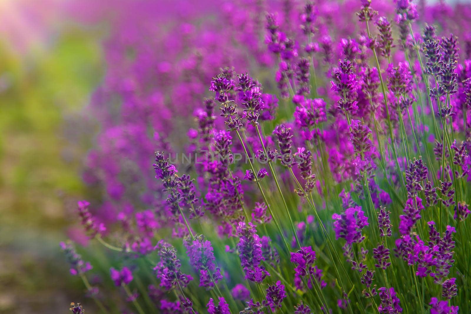 Lavender blossoms in a beautiful background field. Selective focus. Nature.