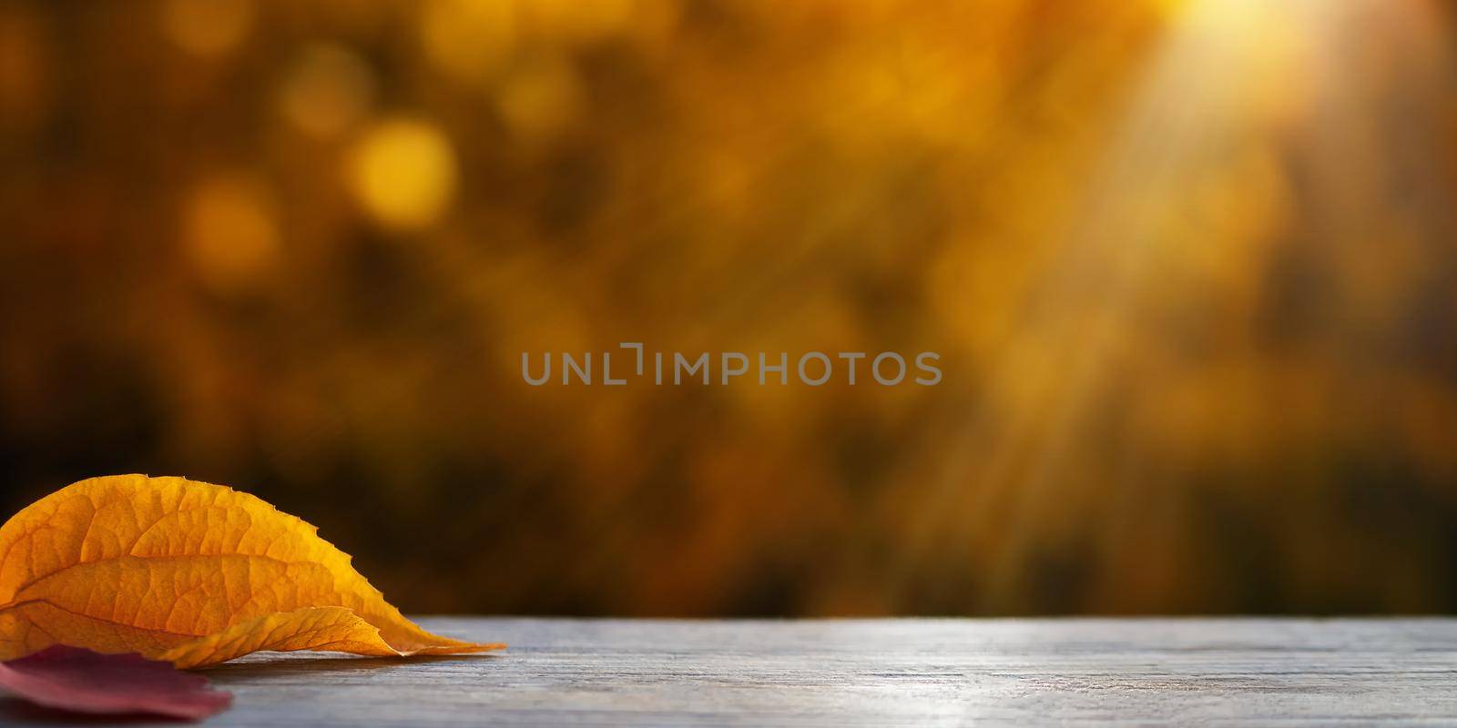 Beautiful natural autumn background with colorful leaves on a wooden table and blurred trees in the park. Blank for design, postcards or advertising by galsand
