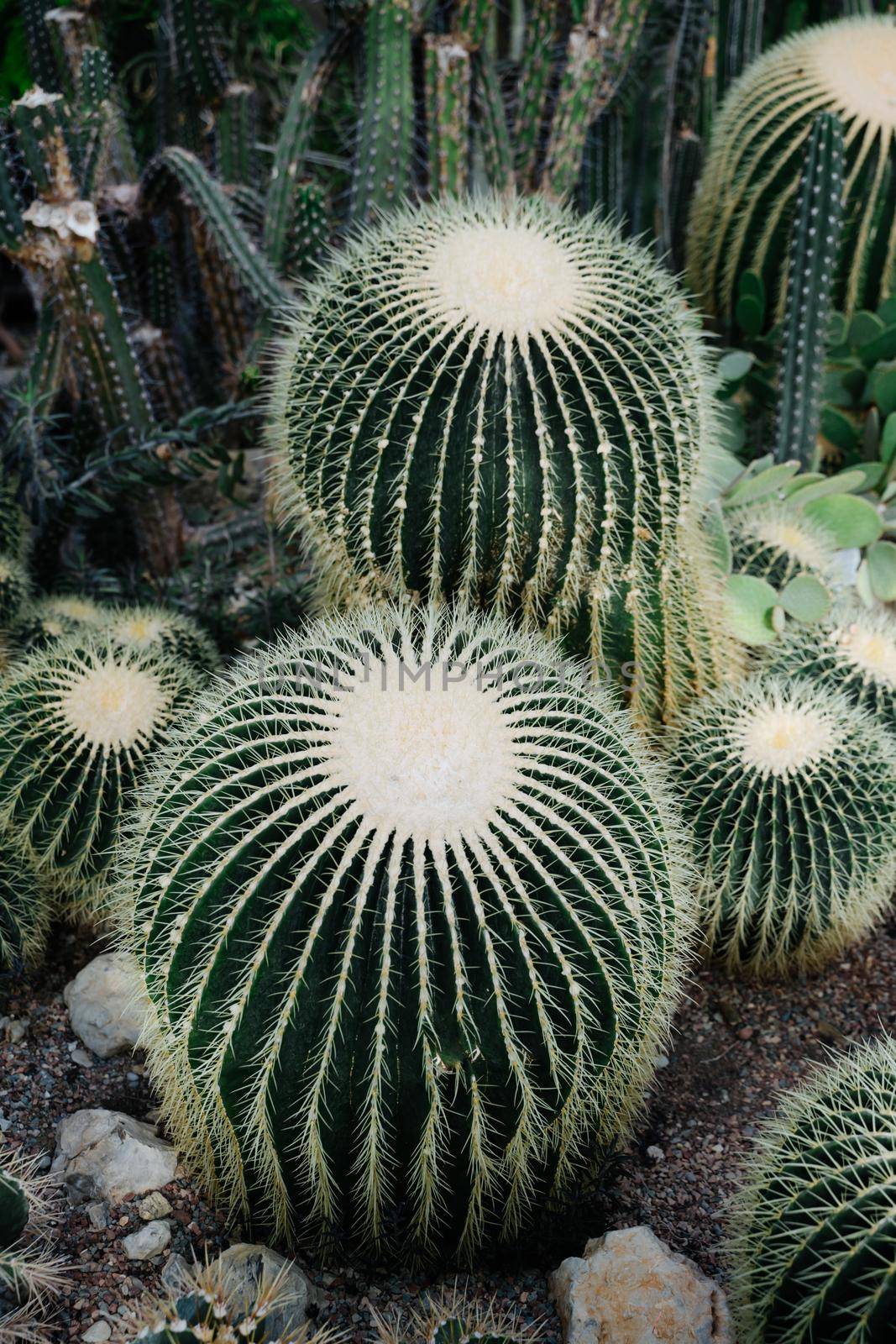 Cactus plantation in a large greenhouse in the botanical garden. Arid plants. Cacti are perennials. Large round cacti with white needles. Vertical photo.