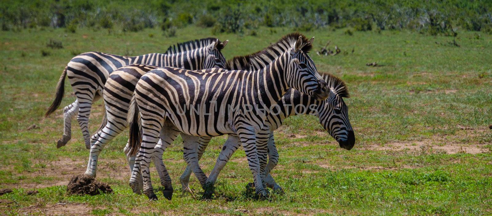 Zebra in the Africa, Addo Elephant park South Africa, Family of zebra in addo elephant park, zebra family by fokkebok