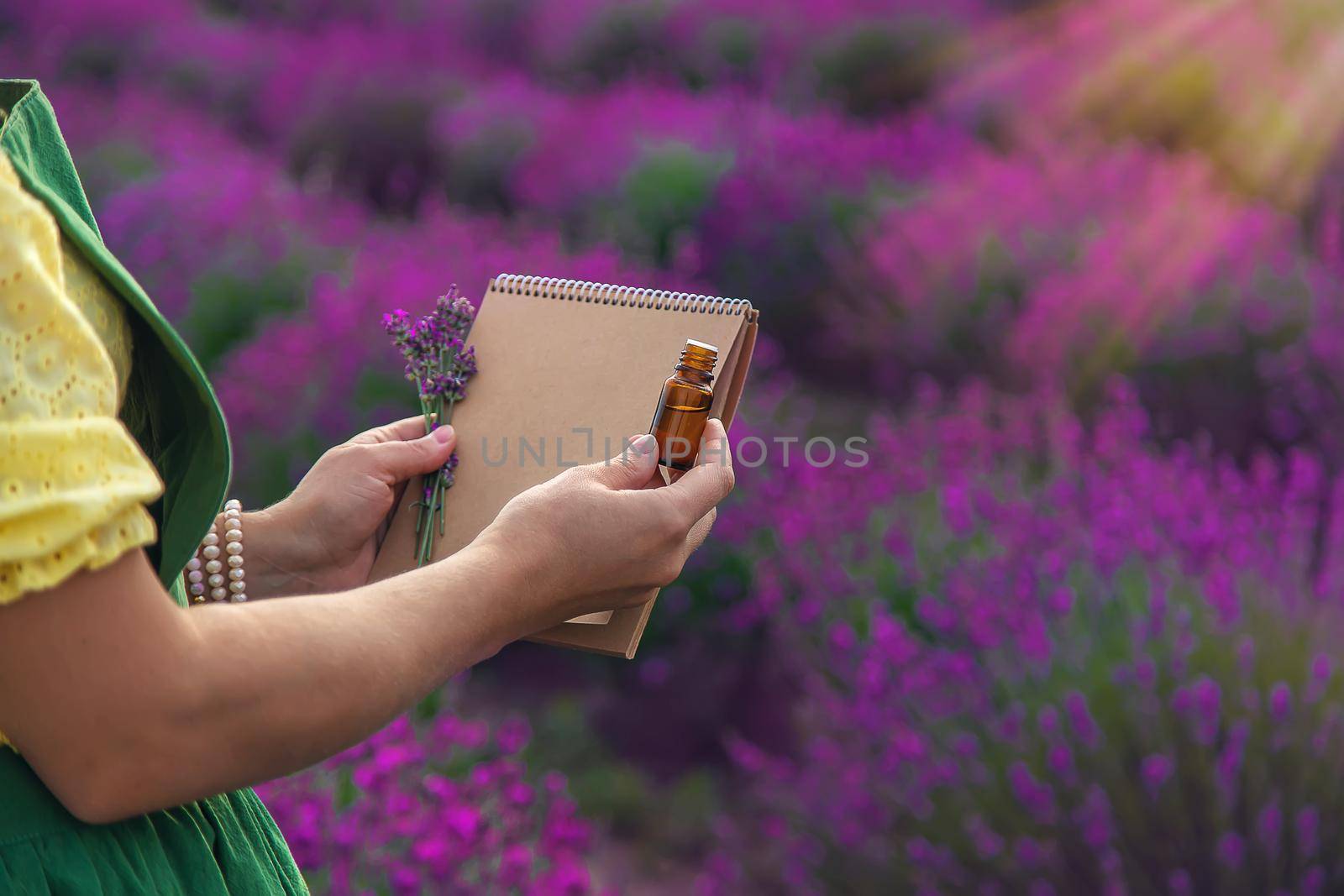 A woman collects lavender flowers for essential oil. Selective focus. Nature.
