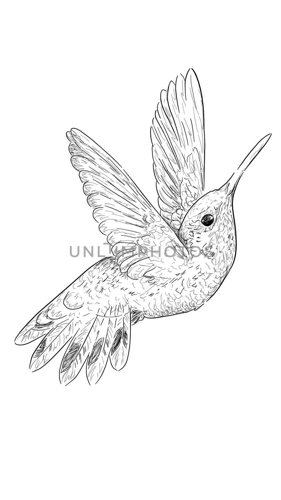 outline sketch in graphic style flying bird by kr0k0