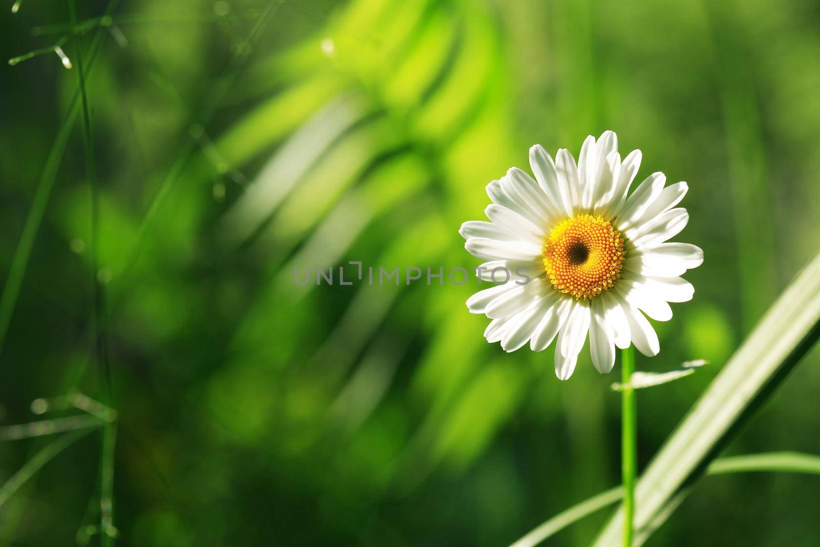 Nice daisy flower on summer field against green grass background