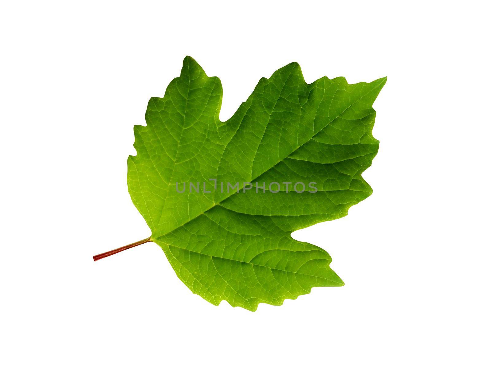 Freshness green leaf isolated on white background with clipping path