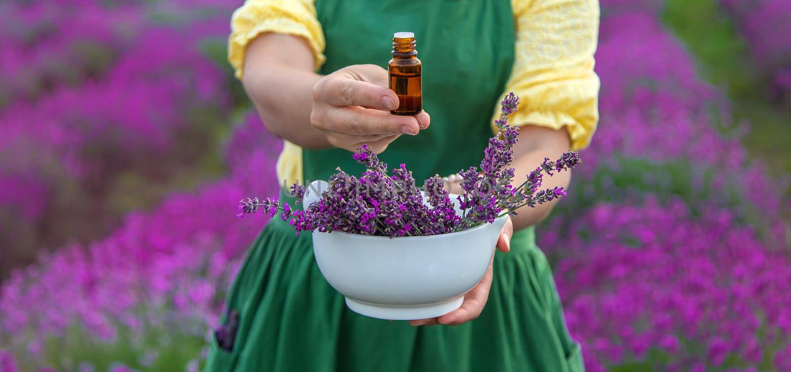 A woman collects lavender for essential oil. Selective focus. by yanadjana
