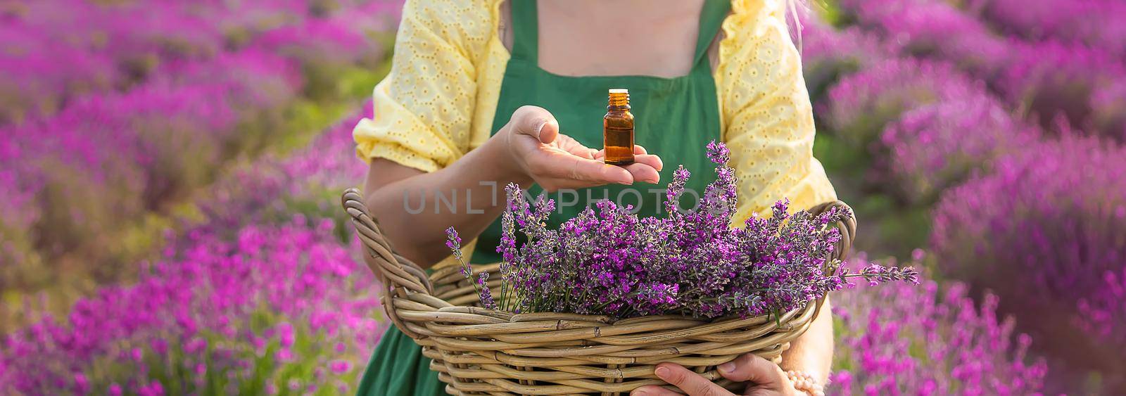 A woman collects lavender flowers for essential oil. Selective focus. by yanadjana
