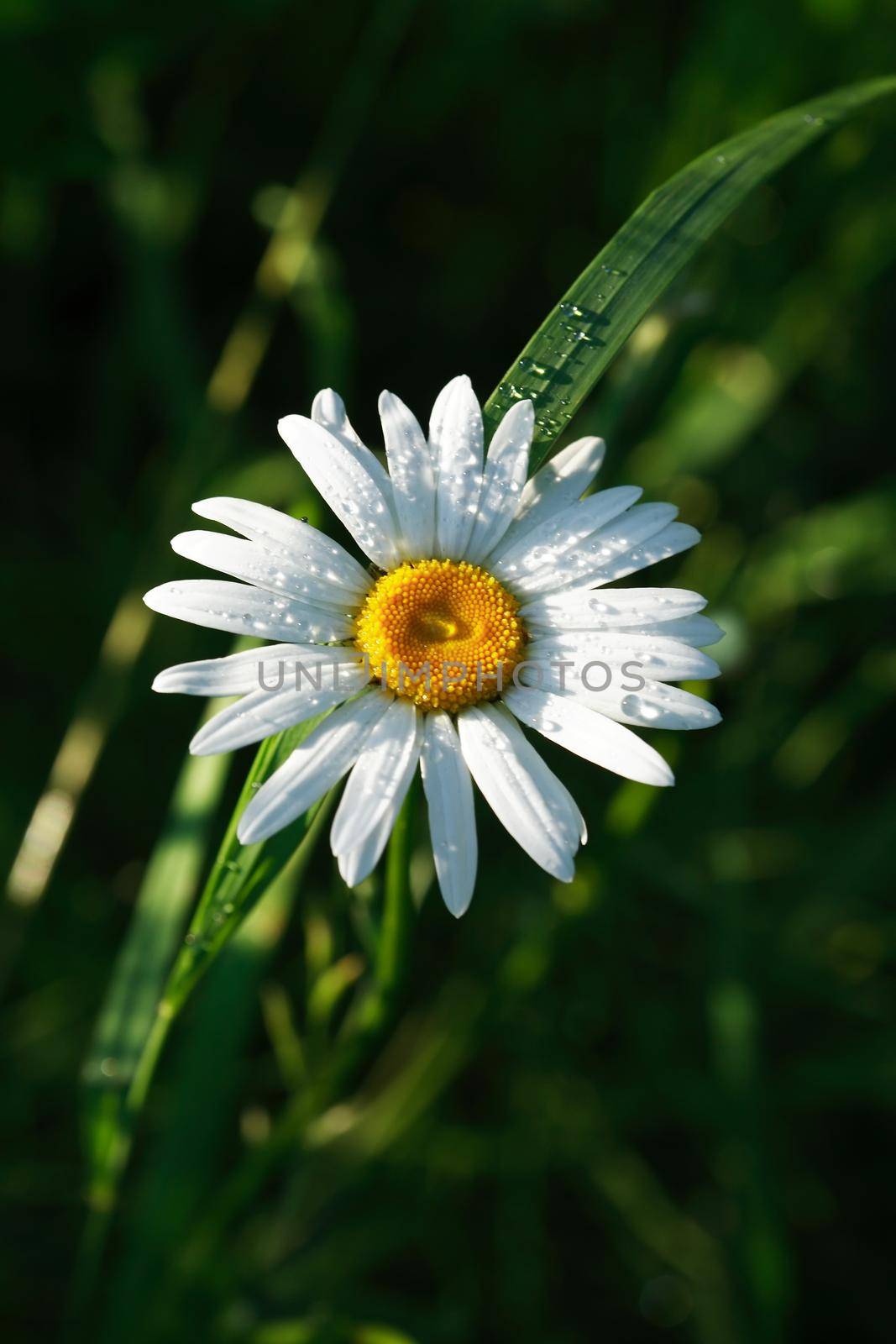 Nice daisy flower with water drops between green grass in forest