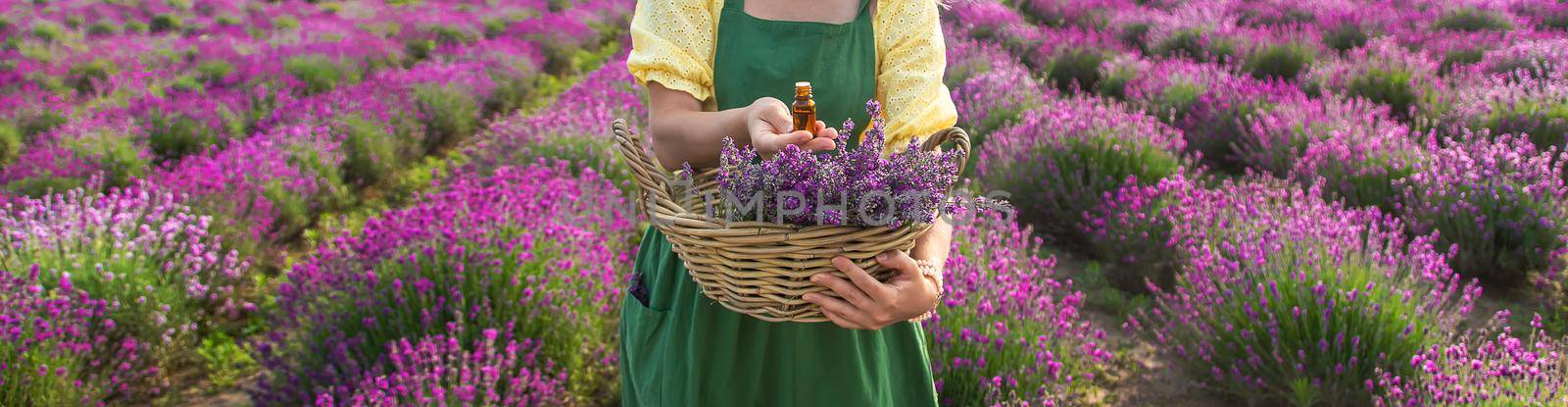 A woman collects lavender flowers for essential oil. Selective focus. Nature.