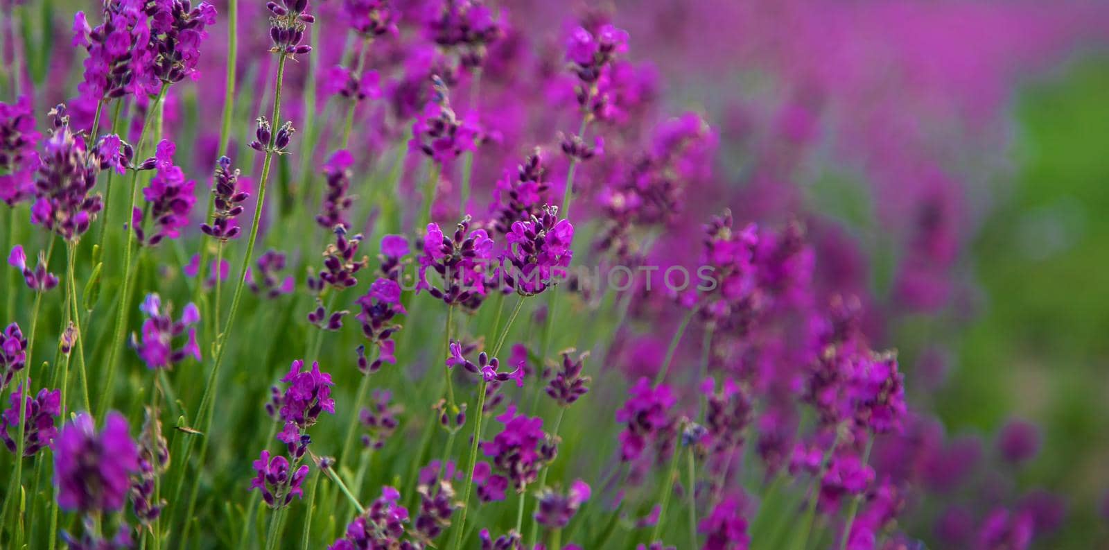 Lavender blossoms in a beautiful background field. Selective focus. by yanadjana